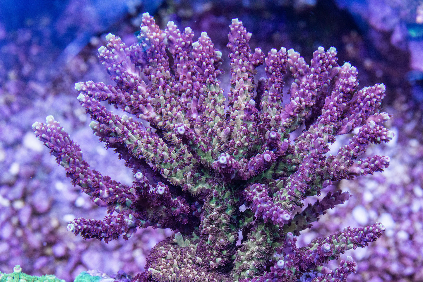 Wild Fire Acropora