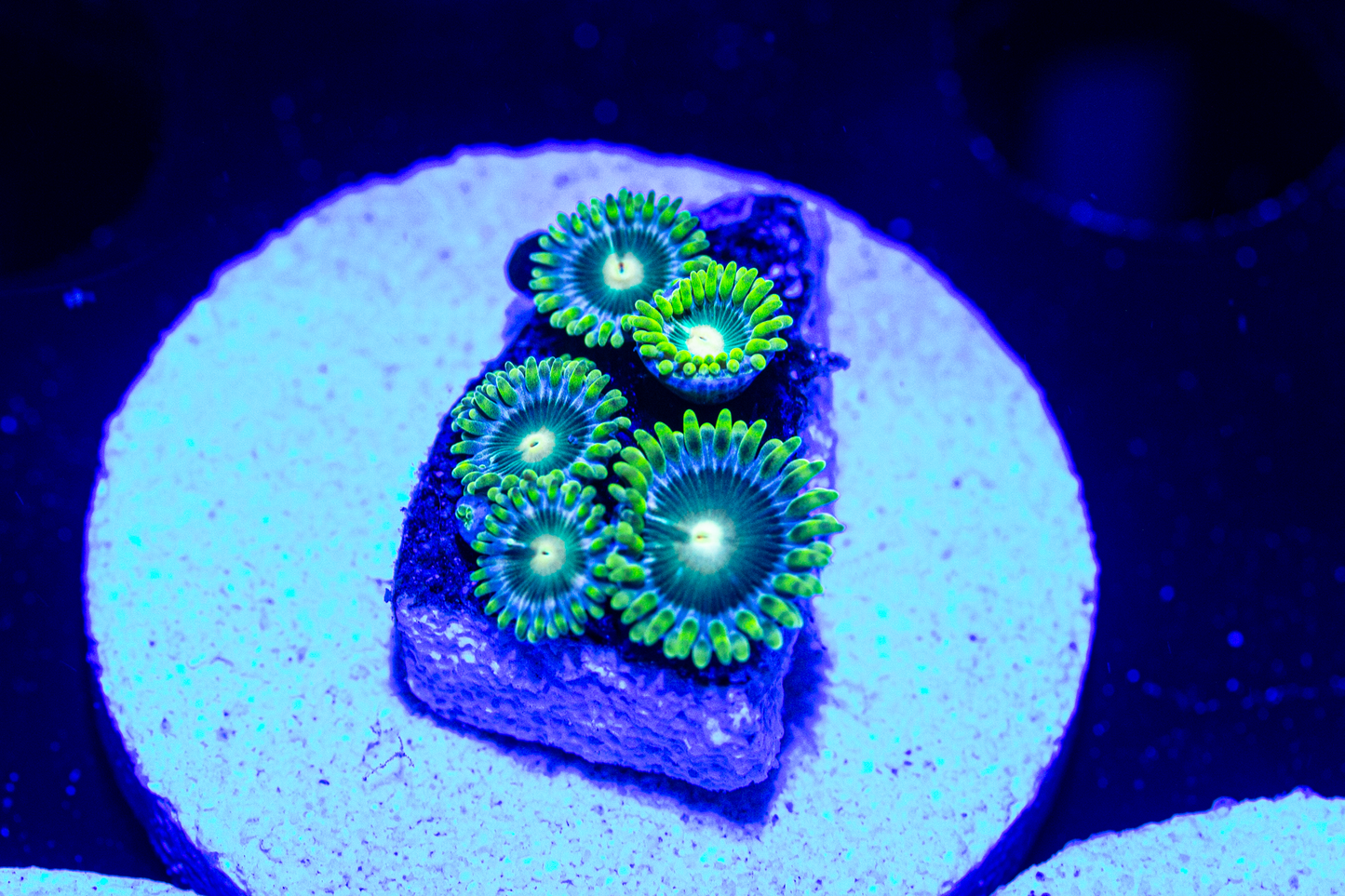 Yoda Zoas