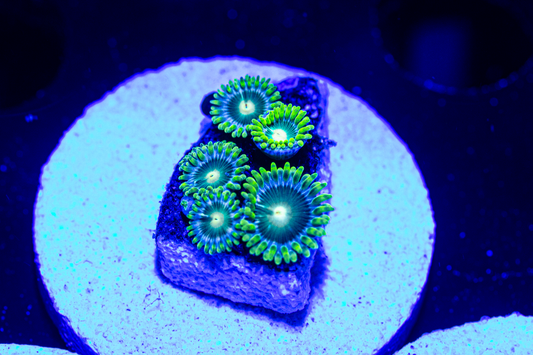 Blanka Zoas